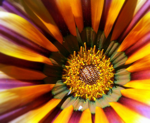 macro-compact-camera-2