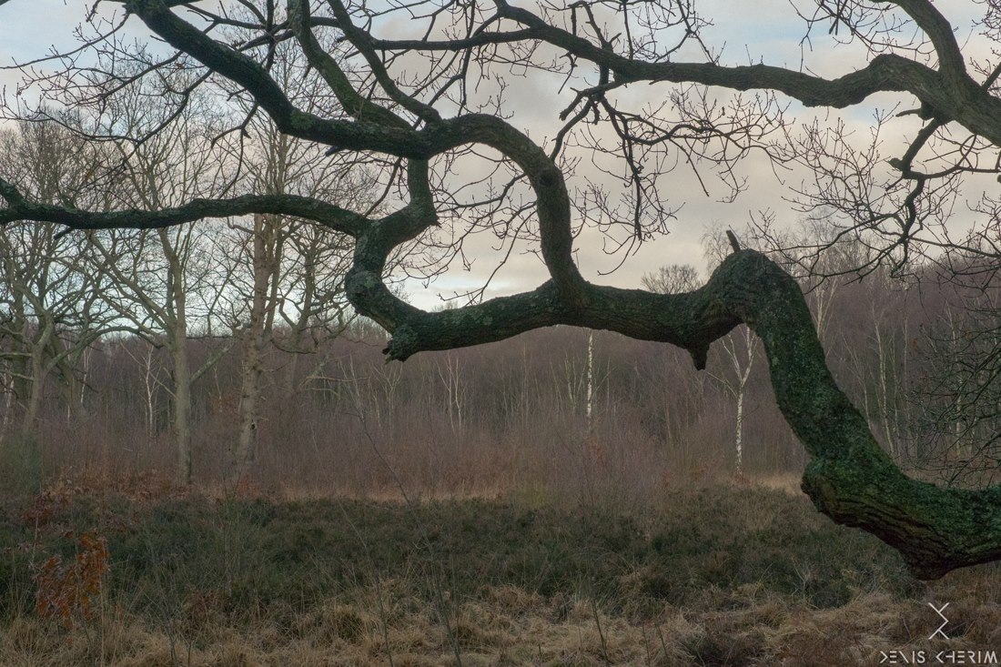 fotograf Denis Cherim 3