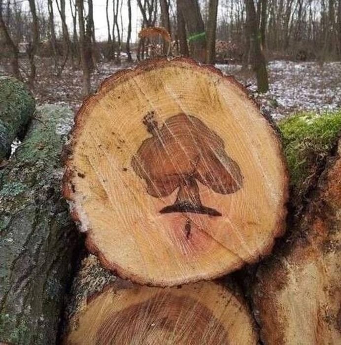 Случайные моменты запечатленные фотографами