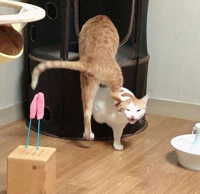 Случайные моменты запечатленные фотографами