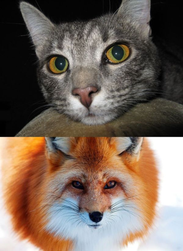 Психологический тест Роршаха (7 фото + текст)