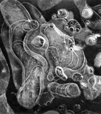 Фотоискусство. Зарубежное искусство 20 в. Т. Шнайдерс (ФРГ). «Пузырьки воздуха во льду». 1953.