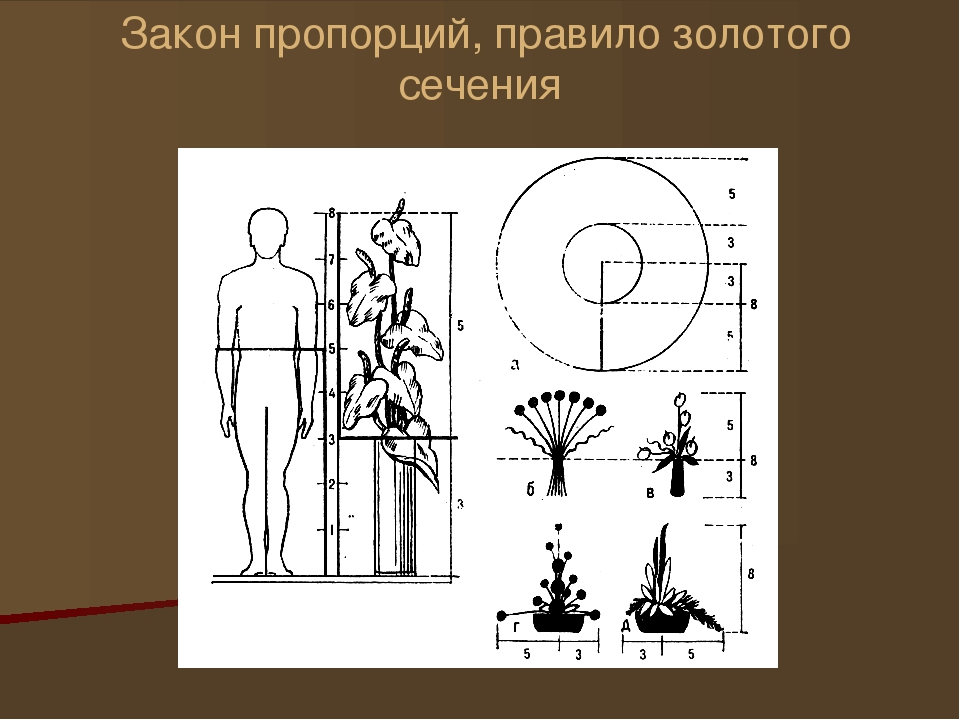 Пропорция 3 5 8. Пропорции в композиции. Золотое сечение в композиции. Пропорционирование в композиции. Композиция с пропорциями золотого сечения.