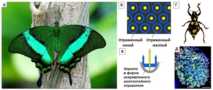 Смешивание структурного цвета у насекомых