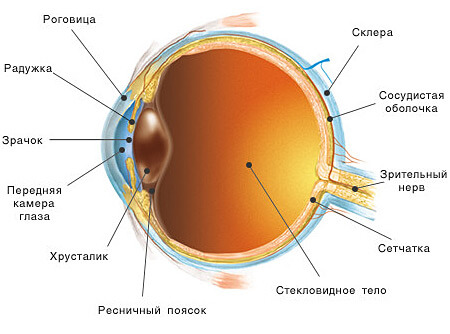 Строение глаза