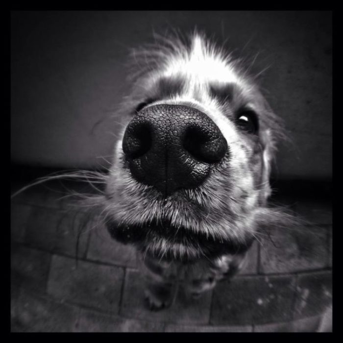 Fisheye Lens Photography: Close-up of dog
