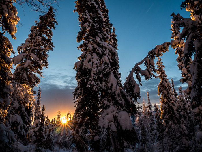 Beautiful shot of snow covered trees at sunset. Winter photography.
