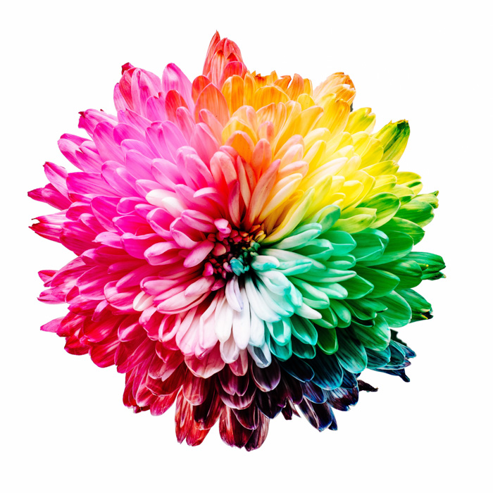 A stunning multicolored flower - Complementary Colors Examples
