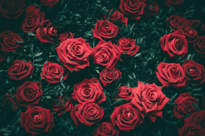 Overhead photo of red roses on dark background - complementary colors examples