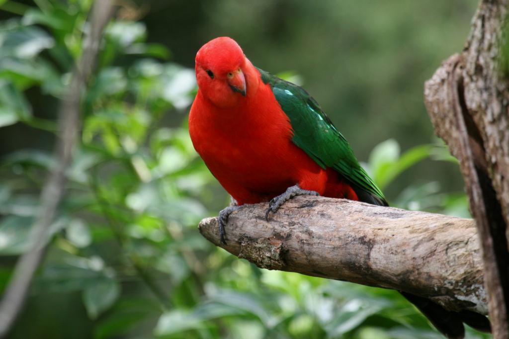 Красно-зеленый попугай
