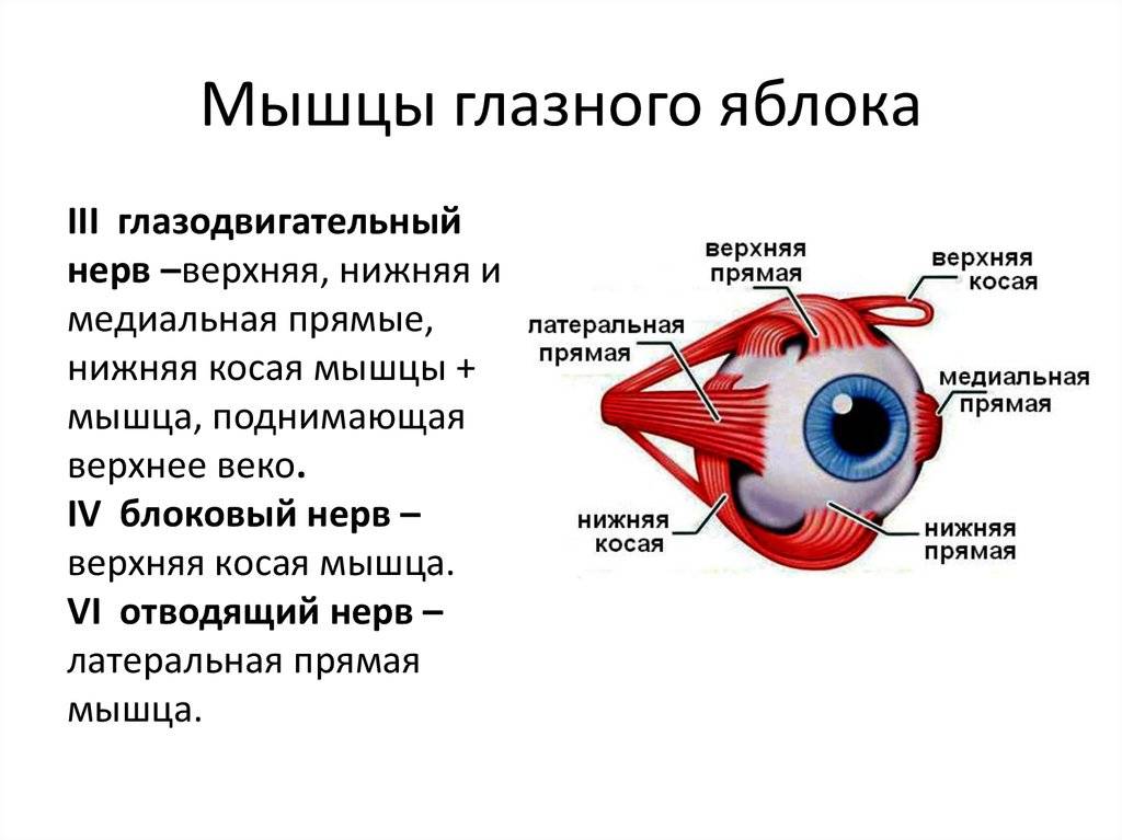 Схема работы глаза