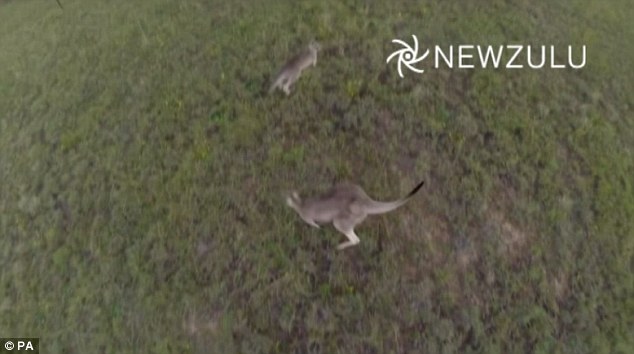 The bizarre drone footage shows the device flying towards the group of seven kangaroos who are sat in a field