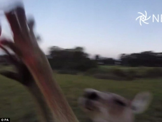 The incredible footage showed an annoyed kangaroo punching a drone out of the sky over a field in Australia