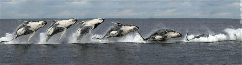 Мультисъемка (много отличных фотографий)