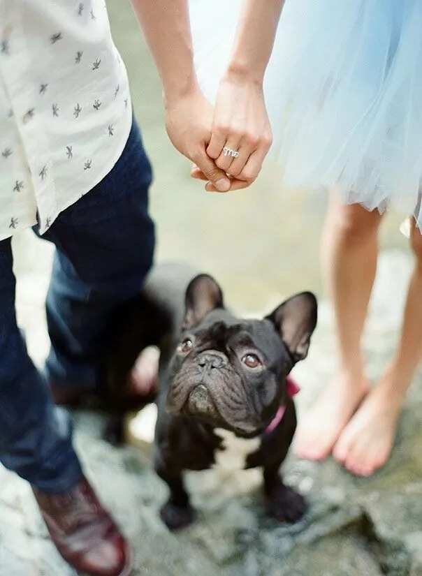 Pre-wedding romantic photoshoot with a pet