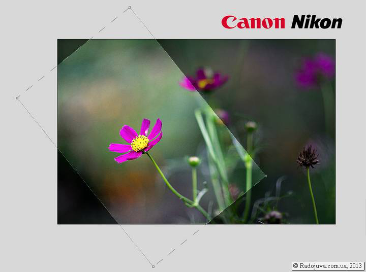 Nikon and Canon