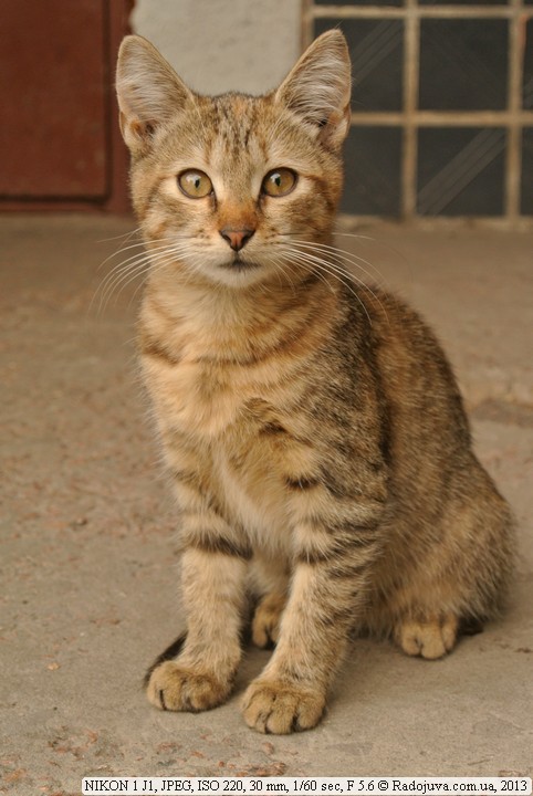 Кот на Nikon 1 J1