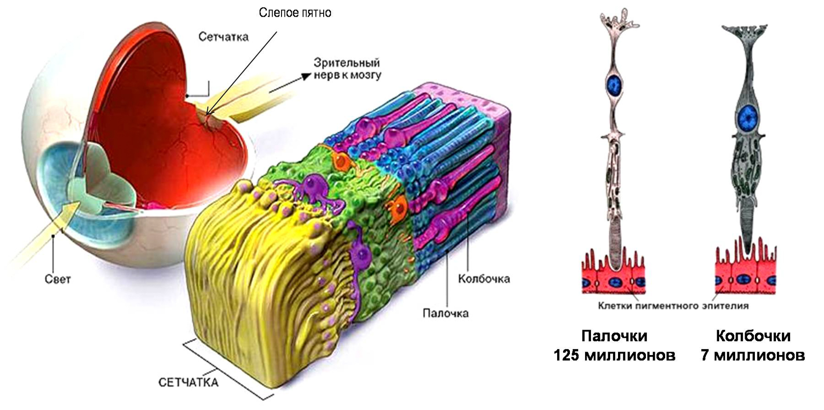 строение сетчатки глаза