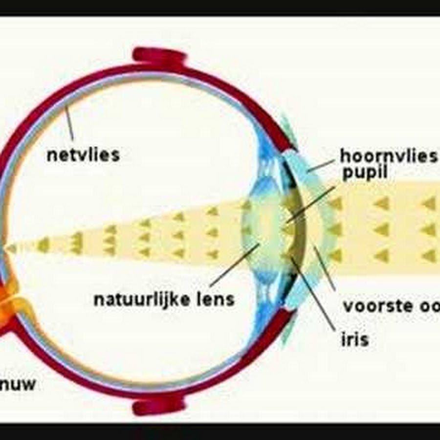 Регулирует поток света попадающего на сетчатку. Оптическая система глаза. Схема оптической системы глаза. Оптическое строение глаза. Строение глаза.